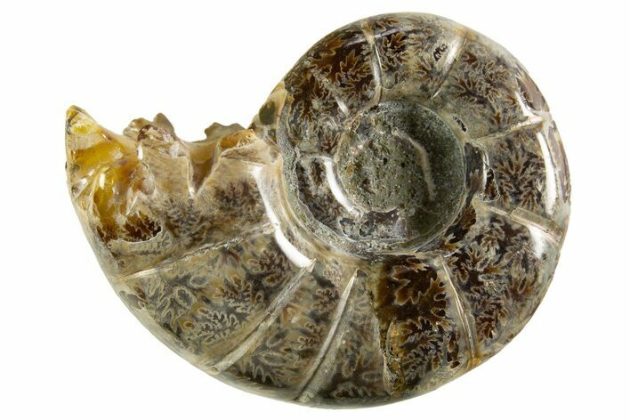 Polished, Chambered Ammonite (Argonauticeras) Fossil - Madagascar #327338